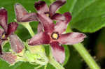 Maroon Carolina milkvine